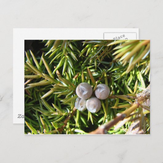 Berry Baubles Briefkaart (Voorkant / Achterkant)