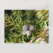 Berry Baubles Briefkaart (Voorkant)