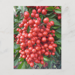 Berry Bundle Briefkaart