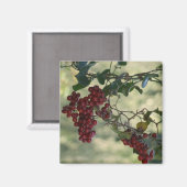 Berry Magnet (Voorkant / Achterkant)