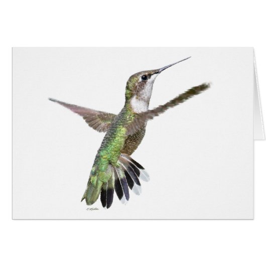 Berylline Hummingbird Painting (Voorkant Horizontaal)