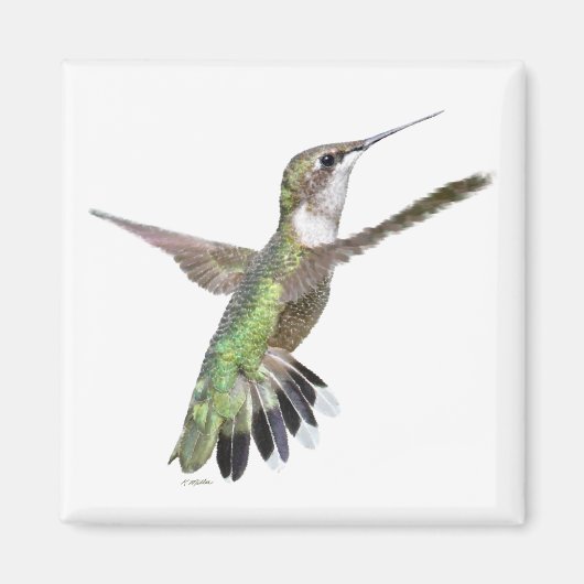 Berylline Hummingbird Painting Magneet (Voorkant)