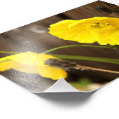 Beschadigde zonneschijn foto afdruk (Hoek)