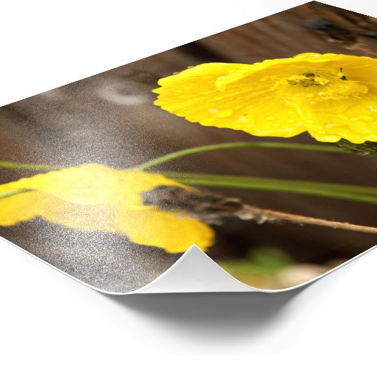 Beschadigde zonneschijn foto afdruk (Hoek)