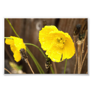 Beschadigde zonneschijn foto afdruk