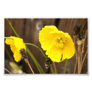 Beschadigde zonneschijn foto afdruk