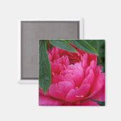 Bescheiden Roze Pioen Magneet (Voorkant / Achterkant)