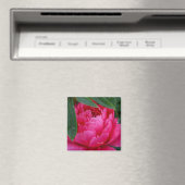 Bescheiden Roze Pioen Magneet (Insitu (Vaatwasser))
