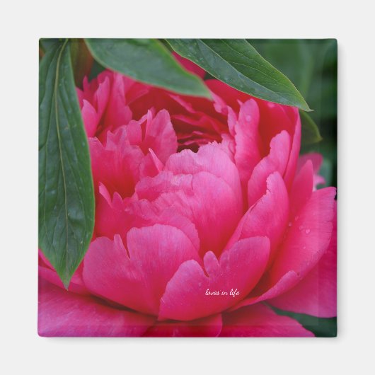 Bescheiden Roze Pioen Magneet (Voorkant)