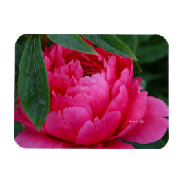 Bescheiden Roze Pioen Magneet