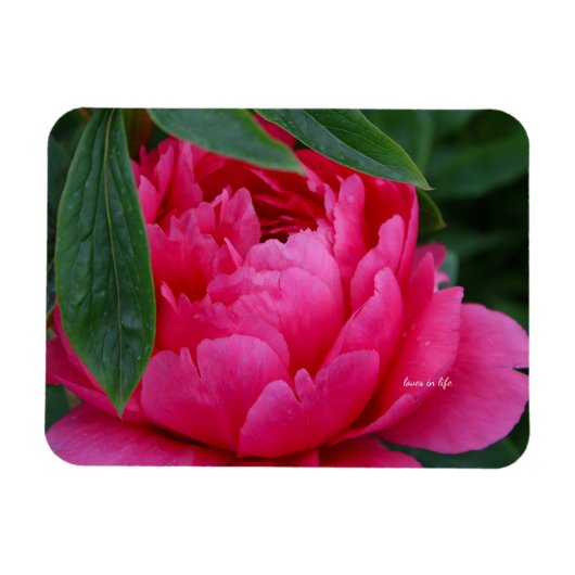 Bescheiden Roze Pioen Magneet (Horizontaal)