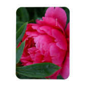 Bescheiden Roze Pioen Magneet (Verticaal)