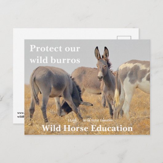 Bescherm onze Wilde Burros Briefkaart (Voorkant / Achterkant)