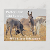 Bescherm onze Wilde Burros Briefkaart (Voorkant)