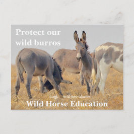 Bescherm onze Wilde Burros Briefkaart