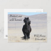 Bescherm onze wilde paarden briefkaart (Voorkant / Achterkant)
