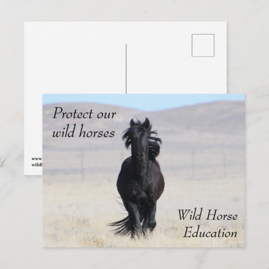 Bescherm onze wilde paarden briefkaart (Voorkant / Achterkant)