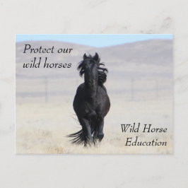 Bescherm onze wilde paarden briefkaart