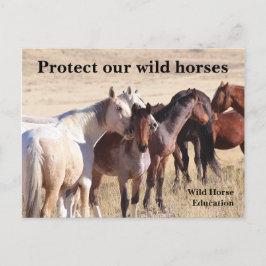 Bescherm onze wilde paarden briefkaart