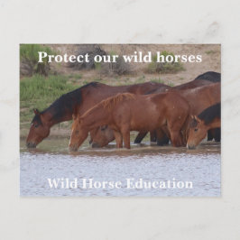 Bescherm onze wilde paarden briefkaart