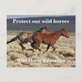 Bescherm onze wilde paarden briefkaart