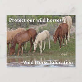 Bescherm onze wilde paarden briefkaart