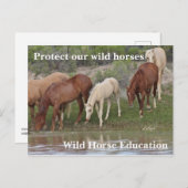 Bescherm onze wilde paarden briefkaart (Voorkant / Achterkant)