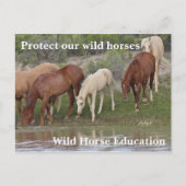 Bescherm onze wilde paarden briefkaart (Voorkant)