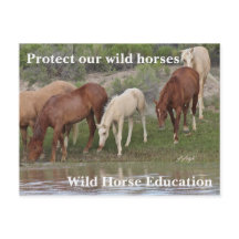 Bescherm onze wilde paarden