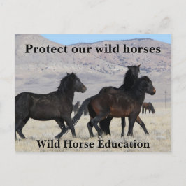 Bescherm onze wilde paarden briefkaart