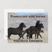 Bescherm onze wilde paarden briefkaart (Voorkant / Achterkant)