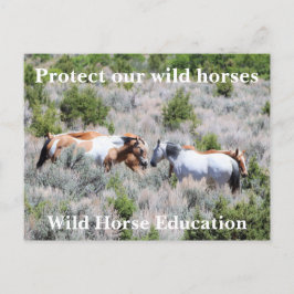 Bescherm onze wilde paarden briefkaart