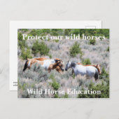 Bescherm onze wilde paarden briefkaart (Voorkant / Achterkant)