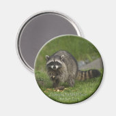 "BESCHERM ONZE WILDE PLAATSEN" wasbeer magneten (Voorkant / Achterkant)