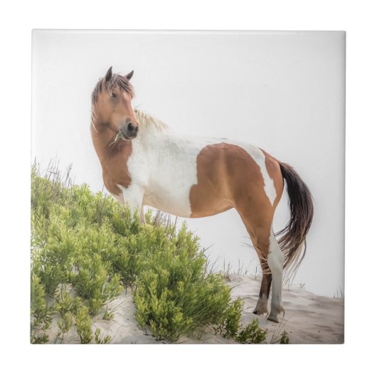 Beschermer van de duinen tegeltje (Voorkant)