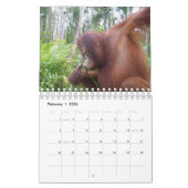 Bescherming van wilde dieren in Krista Orangutan Kalender (Feb 2026)