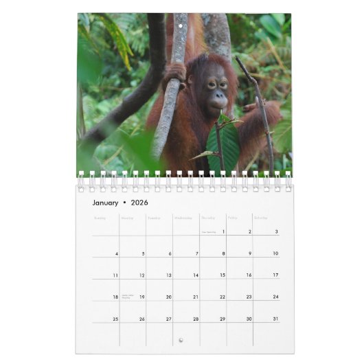 Bescherming van wilde dieren in Krista Orangutan Kalender (Jan 2026)