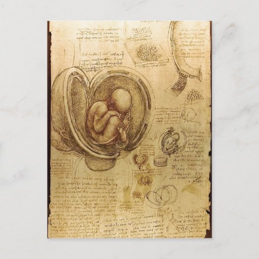 Beschrijving Studies over Embryos Leonardo da Vinc Briefkaart (Voorkant)
