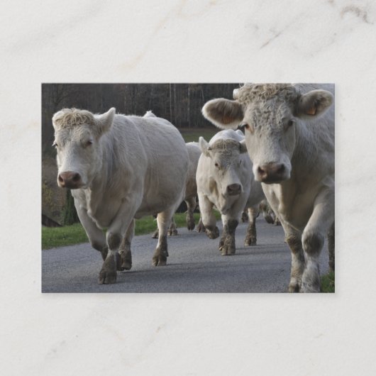 beslag op Charolais-rundvee Visitekaartje (Voorkant)