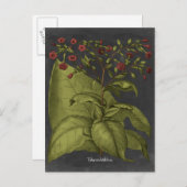 Besler Dramatique I Briefkaart (Voorkant / Achterkant)