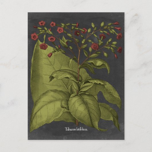 Besler Dramatique I Briefkaart (Voorkant)