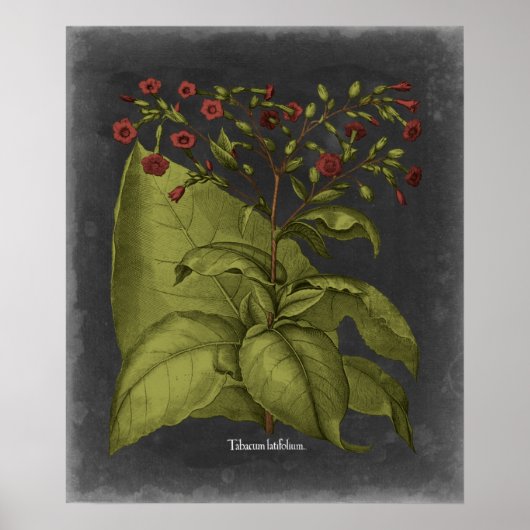 Besler Dramatique I Poster (Voorkant)