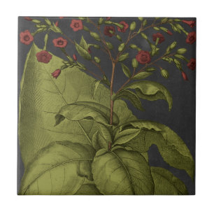 Besler Dramatique I Tegeltje