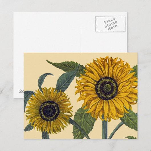 Besler: Zonnebloem Briefkaart (Voorkant / Achterkant)