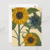 Besler: Zonnebloem Briefkaart (Voorkant / Achterkant)