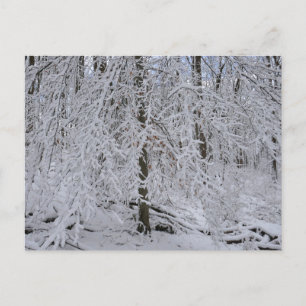 Besneeuwd berkenboom bladerdak briefkaart