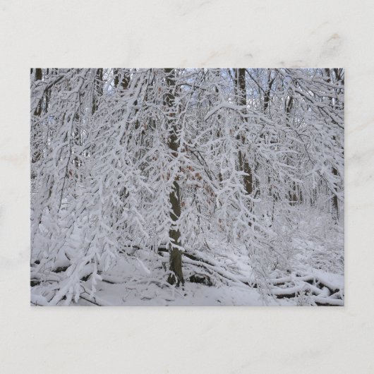 Besneeuwd berkenboom bladerdak briefkaart (Voorkant)