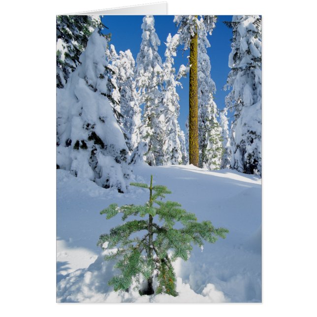 Besneeuwd bos in Oregon (Voorkant)