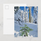 Besneeuwd bos in Oregon Briefkaart (Voorkant / Achterkant)