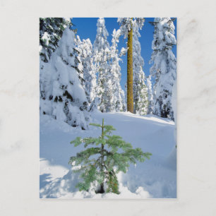 Besneeuwd bos in Oregon Briefkaart
